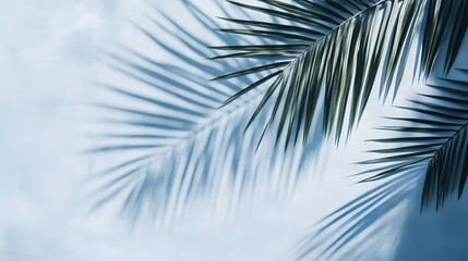 Obraz premium Pale blue background with palm frond shadows.