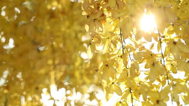 Golden shower tree cheerful blooming against sunlight in the wind in natural park. Cassia fistula. 