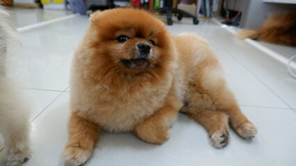 A brown, fat Pomeranian dog is sitting and taking pictures as a model, staring at the camera with a cute, mischievous look