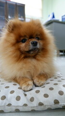 A brown, fat Pomeranian dog is sitting and taking pictures as a model, staring at the camera with a cute, mischievous look