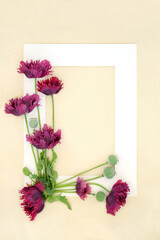 Purple oriental poppy flowers background border nature frame on hemp paper. Summer floral design for greeting card, git tag, label. Used in medicinal natural herbal medicine.