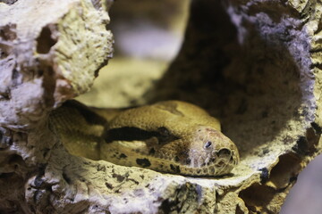 Animal portrait at the zoo