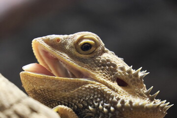 Animal portrait at the zoo