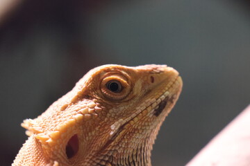 Animal portrait at the zoo