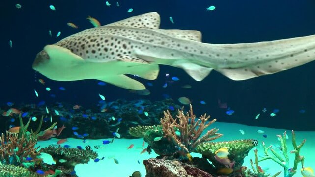 The Zebra Shark and many tropical fish swimming underwater by coral reef. Close up shot of Stegostoma Fasciatum. 4K