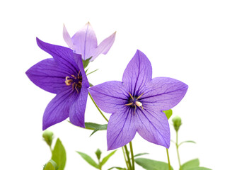 Platycodon grandiflorus, Chinese bellflower, isolated on white background