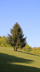 autumn landscape with trees
