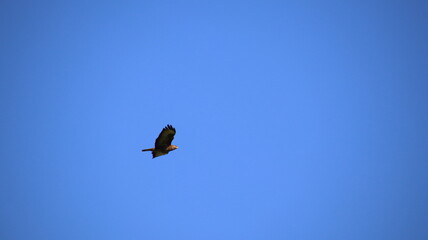 birds in flight