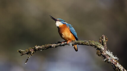 Male kingfisher on a mossy branch