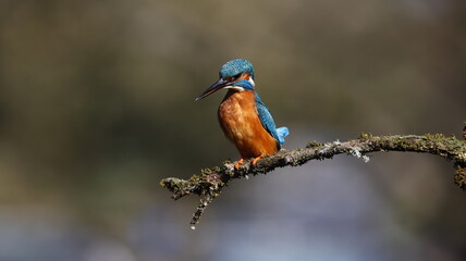 Male kingfisher on a mossy branch