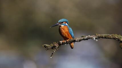 Male kingfisher on a mossy branch
