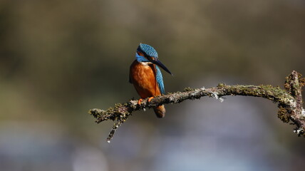 Male kingfisher on a mossy branch