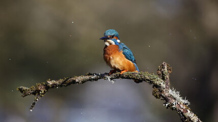 Male kingfisher on a mossy branch