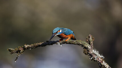 Male kingfisher on a mossy branch