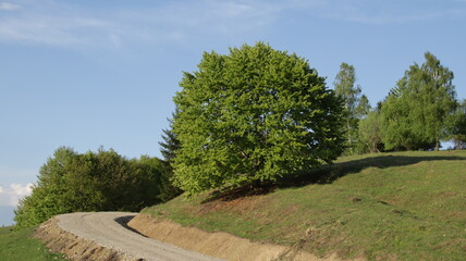 path in the park