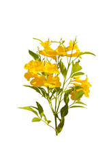  images of spring yellow flowers flying in the air isolated on white background. Levitation conception.Close of Tecoma stans or Trumpetflower, 