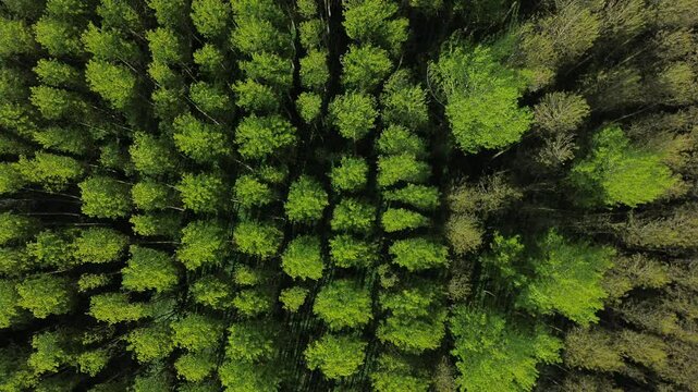 4K Aerial video of trees swaying in wind.