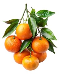  tangerines on branch isolated on white background 