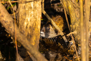 A nutria or coypu (Myocastor coypus) stands on the edge of a pond
