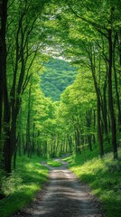 Obraz premium Lush forest path. Sunlight through trees