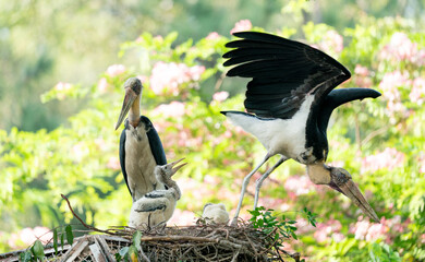 marabou stork family at nest