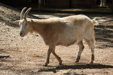 Animal portrait at the zoo