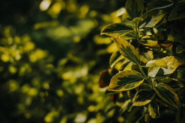 green leaves on the tree
