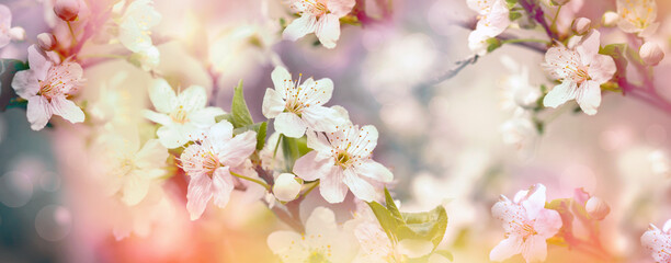 Blossoming branch of cherry, bright colorful spring flowers, beautiful nature background, spring flowers background