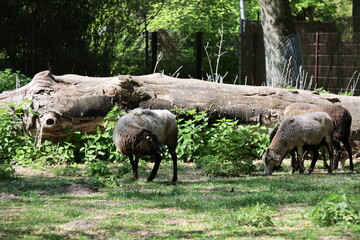 Animal portrait at the zoo