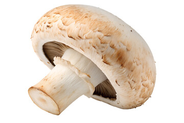 Close up of a single portobello mushroom isolated on black background