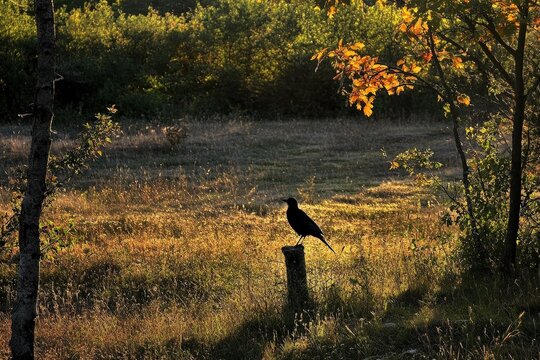 Goldcrest, Regulus regulus. The bird sits on a tree branch, close-up. Beautiful simple AI generated image
