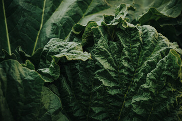 close up of a green leaf