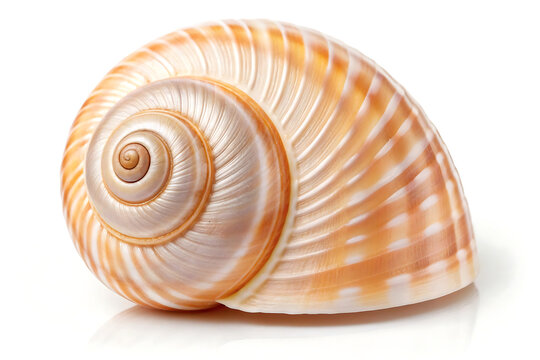 Beautiful Spiral Seashell isolated on white background Nature's Intricate Design illustration on white