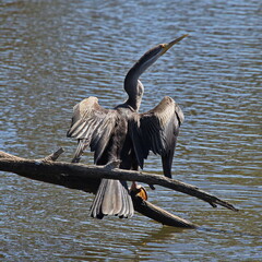 Australian darter on Heirisson Island in Perth, Western Australia, Australia
