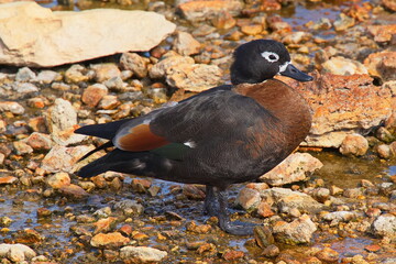 Australian shelduck on Rottnest Island at Fremantle, Perth, Western Australia, Australia
