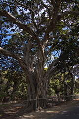 Obraz premium Big eucalyptus tree on Rottnest Island at Fremantle, Perth, Western Australia, Australia 