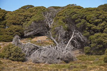 Old tree on Rottnest Island at Fremantle, Perth, Western Australia, Australia
