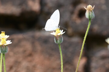 Catochrysops strabo sitting on the flower. The forget me not is a small butterfly found in Asia that belongs to the lycaenidae aur blues family. Tridax procumbens flower. 