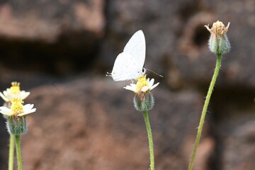 Catochrysops strabo sitting on the flower. The forget me not is a small butterfly found in Asia that belongs to the lycaenidae aur blues family. Tridax procumbens flower. 