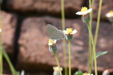 Catochrysops strabo sitting on the flower. The forget me not is a small butterfly found in Asia that belongs to the lycaenidae aur blues family. Tridax procumbens flower. 