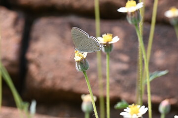 Catochrysops strabo sitting on the flower. The forget me not is a small butterfly found in Asia that belongs to the lycaenidae aur blues family. Tridax procumbens flower. 