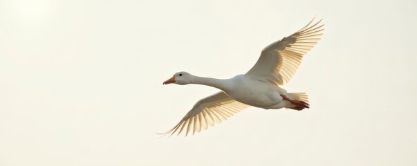 Fototapeta premium Golden goose in flight, serene white background , sculpture, wings, gold