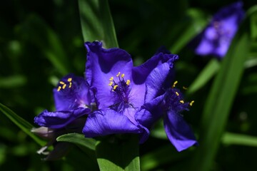 Tradescantia virginiana (Virginia spiderwort) flowers. Commelinaceae perennial plants. Three-petal purple flowers bloom from June to September.