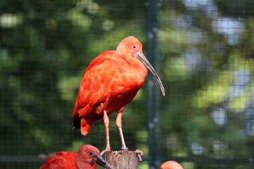 A red ibis bird is standing on a wooden post in front of a green fence