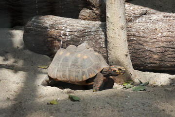 Animal head portrait at the zoo