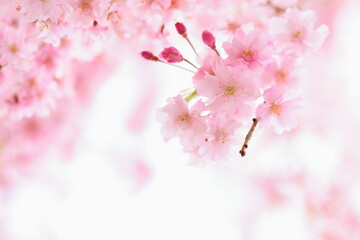 Obraz premium ピンク色の花を咲かせる八重紅枝垂れ桜のクローズアップ 白背景