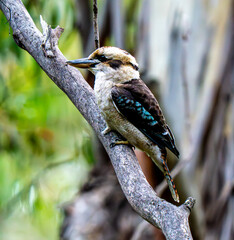 Kookaburra