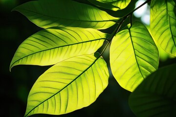 Lush green leaves illuminated by sunlight, showcasing intricate veins against a dark backdrop