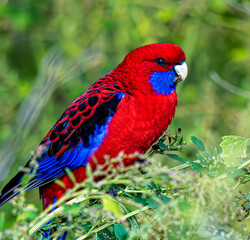 Eastern Rosella