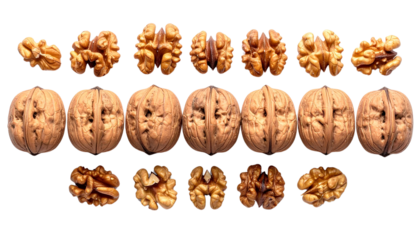  walnuts in horizontal layout isolated on solid white background 